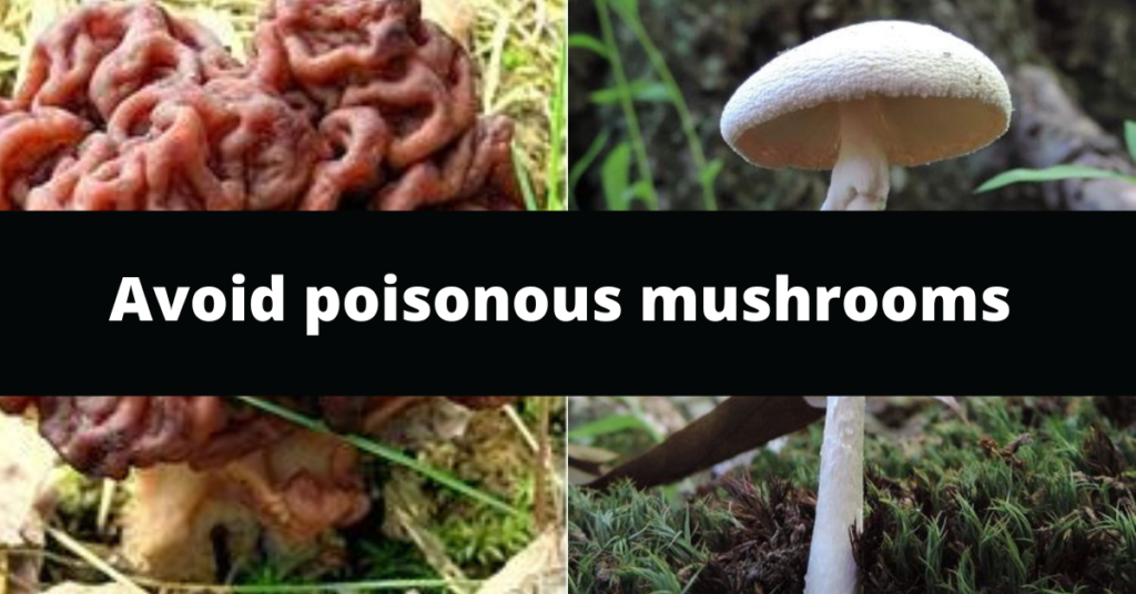Avoid poisonous mushrooms