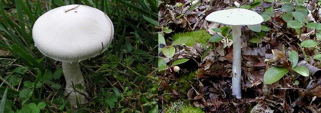 Avoid poisonous mushrooms